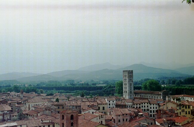 View from the tree tower