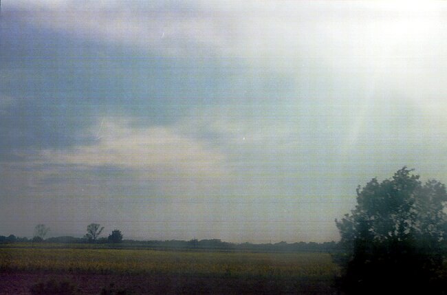 A field of sunflowers