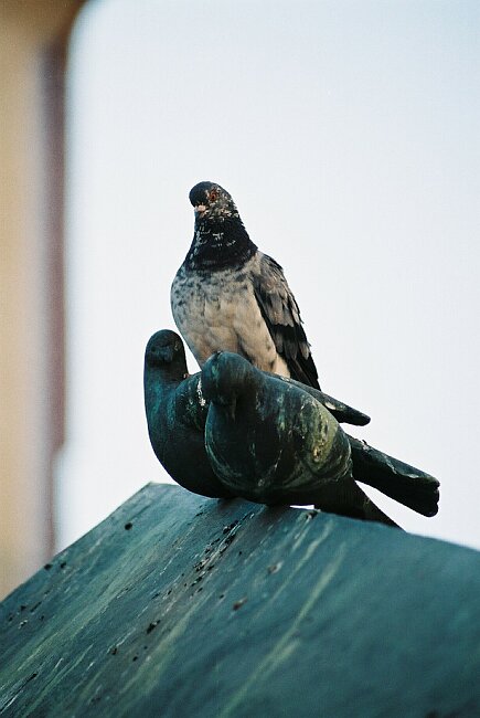 17:06 Are those real pigeons?