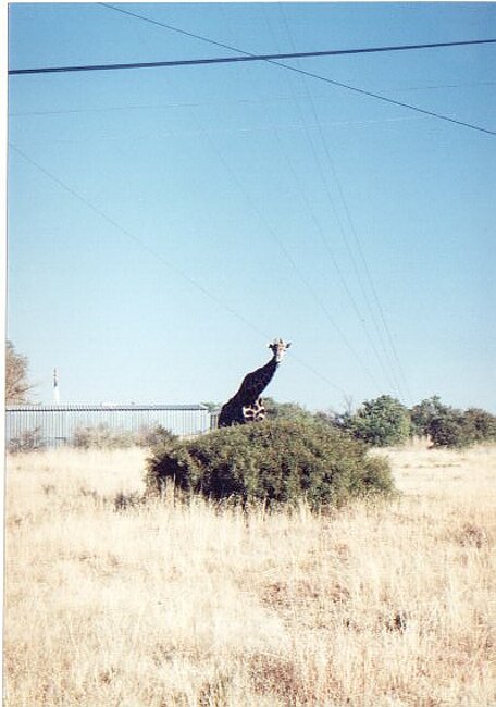 Giraffe at the Franklin nature reserve