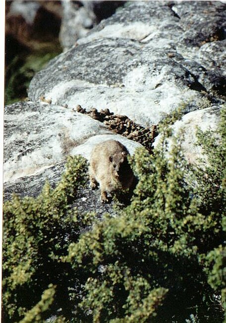 A rock dassie