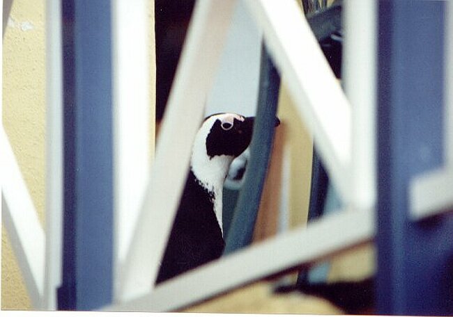 Pengiun on the terrace at Boulders