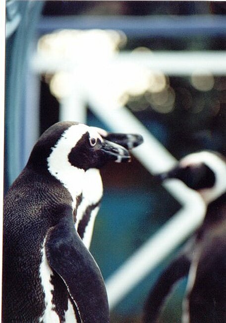Several penguins on the terrace