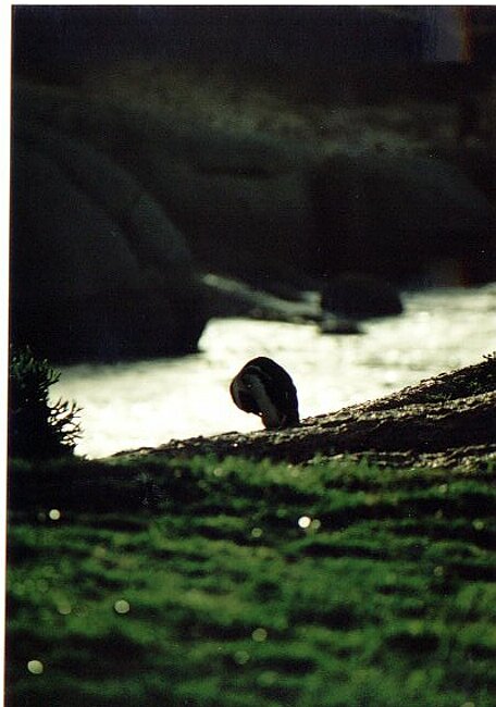 Penguin on Boulders Beach
