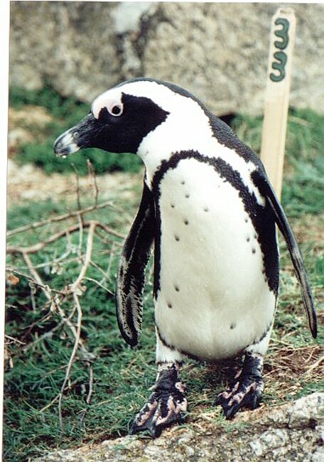 Penguin who doesn't yet understand about shirt studs