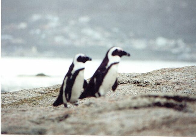 Out of focus penguins with good background
