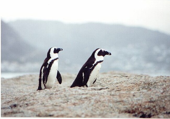 Penguins in focus; background poor
