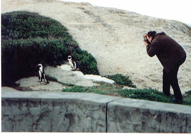 Adam attempts to get good penguin photos with a 50mm lens
