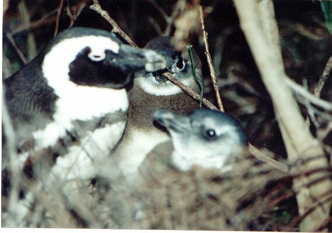 Yet another penuin with chicks