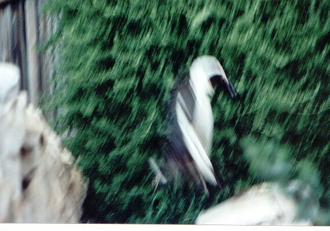 The closest penguins get to flying (sorry about blur - long exp)