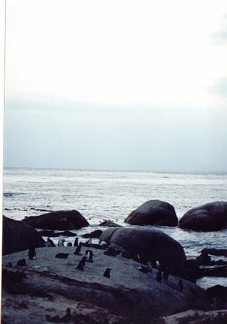 Pengiuns on Foxy Beach