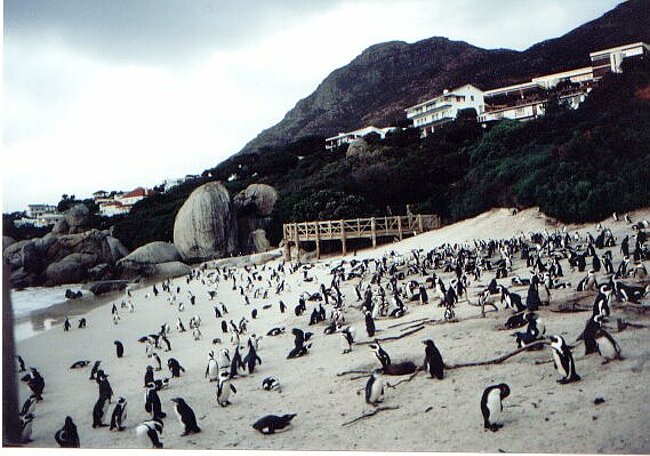The main penguin colony on Foxy Beach