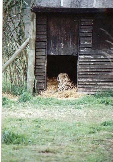 The cheetah conservation centre
