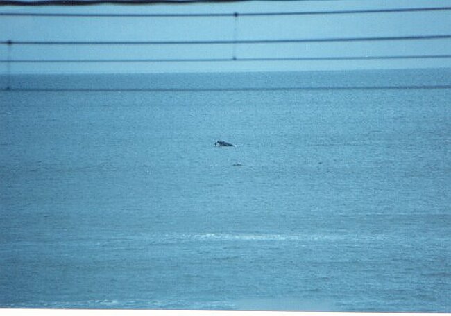 A whale near Fish Hoek
