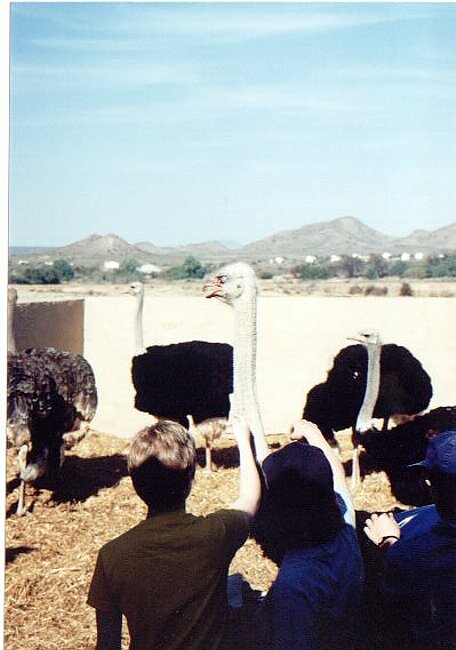 Today you are going to meet and ostrich, ride it and eat it