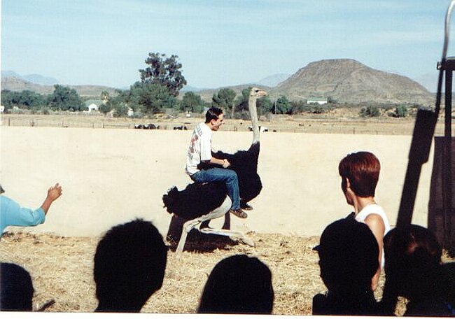 Ostrich riding