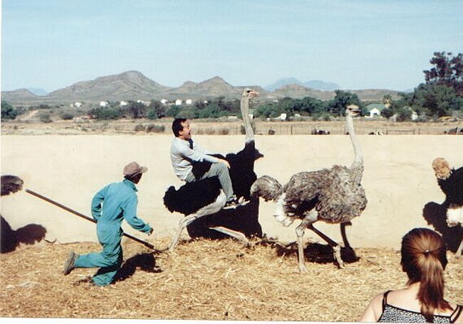 Nan's ostrich chases a female