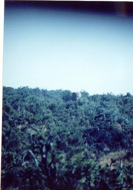 Our first sight of an elephant