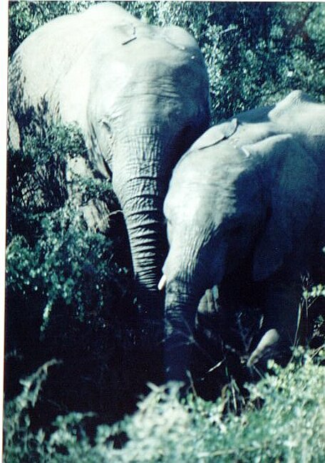Baby elephant plus older sibling